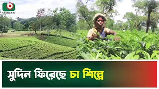 সুদিন ফিরেছে চা শিল্পে | Moulvibazar | Tea industry | Tea Production | Growth | Boishakhi Tv News