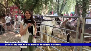 Trebaseleghe (PD). 842nd Fiera dei Mussi: Roots, Gathering, and Future 09/07/2026