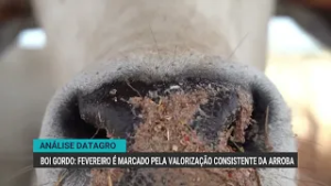 Fevereiro é marcado pela valorização consistente da arroba do boi gordo