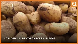 Potato prices per pound rise due to weather conditions
