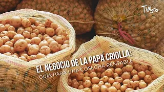 The Creole Potato Business: A Guide to a Profitable Harvest - TvAgro by Juan Gonzalo Angel