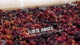 Hibiscus: The Healing Drink from the Countryside - TvAgro by Juan Gonzalo Angel