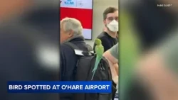 Exotic green bird flies around inside terminal at Chicago's O'Hare airport, video shows