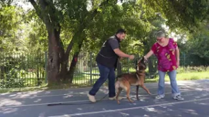 Entrenamiento Canino: ¿Cómo hacer para que tu lomito vaya a donde estas?
