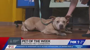 Pet of the Week: Lumi the Dog