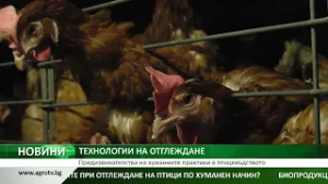 Предизвикателства на хуманните практики в птицевъдството