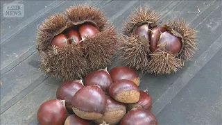 Chestnut Season: A Bountiful Harvest of Large "Autumn Delicacies," Blessed by Pre-Harvest Rain – ...