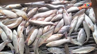 Investigating Mass Fish Die-off at Cam Thuy 1 Hydropower Plant Reservoir