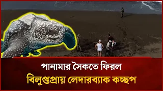 Endangered Leatherback Turtles Return to Panama's Beaches | Mytv