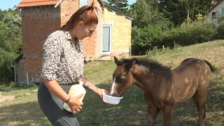Aziron: az elárvult kiscsikó megható története