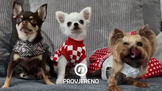 Kupka sa zlatom i rođendanske zabave: Kako izgleda život pasa na pet zvjezdica? | Provjereno