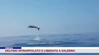 ANIMALI. DELFINO INTRAPPOLATO E LIBERATO A SALERNO