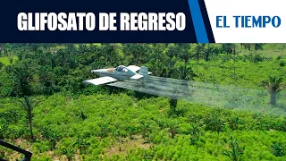 Gobierno elimina prohibición de aspersión con glifosato | EL TIEMPO