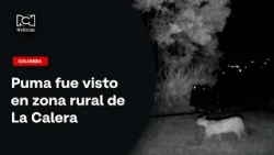 Hope for ecosystem health: Puma spotted in rural La Calera, Cundinamarca