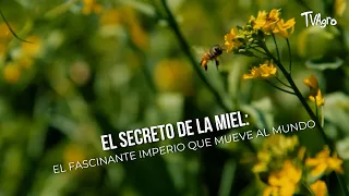 The SECRET of HONEY: The fascinating empire that moves the world - TvAgro by Juan Gonzalo Angel