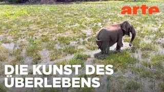 Wie schützen sich Tiere und Pflanzen vor Naturkatastrophen? | Doku HD Reupload | ARTE