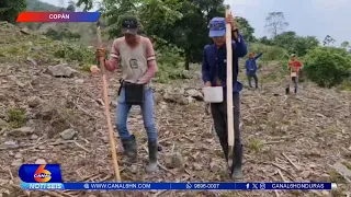 Reportan 80% de cultivos perdidos en Ojo de Agua, Copán