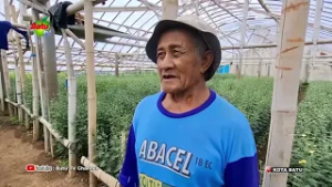 ANGIN KENCANG, GREEN HOUSE PETANI BUNGA RUSAK