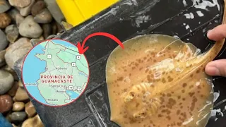 Scientists record first golden stingray due to xanthism