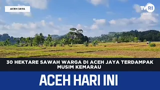 30 Hectares of Rice Fields in Aceh Jaya Affected by Drought | Aceh News Today