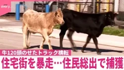 【牛だらけ】牛数十頭が住宅街を暴走  住民総出で捕獲  アメリカ・ミズーリ州【#世界のミダシ 】
