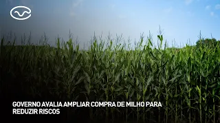 Government evaluates increasing corn purchases to reduce risks