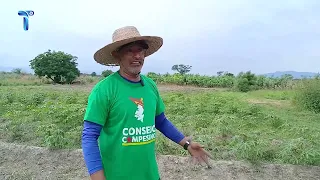 SIEMBRA Y CRÍA - CULTIVOS DE LA YUCA DE COROPO