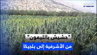 "Lemon-infused hash".. A smuggling route from Achrafieh to Belgium