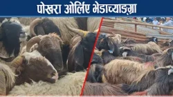 दशैंको भेडाच्याङ्ग्रा, १० देखि १५ हजार सस्तियो  - NEWS24 TV