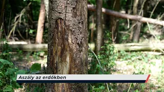 Híradó – 2026.07.15. – Szerda – Sopron TV