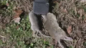 Tenants say Atlanta apartments are rat infested and have no heat, management doing nothing