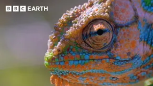 Breathtaking Moments from The Natural World - Narrated by David Attenborough | BBC Earth