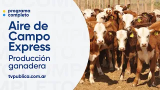 Beef Production, Quality, and Export - Aire De Campo Express