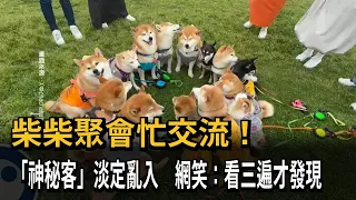 Shiba Inu Social Hour! A "Mystery Guest" Casually Crashes the Party; Netizens Laugh: "Took Me Thr...