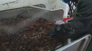 Northshore seafood market braces for Lenten rush