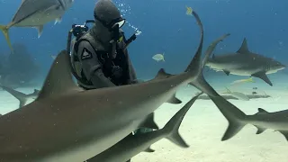 Shark Dive TV: Cetcápák és óceáni ragadozók nyomában
