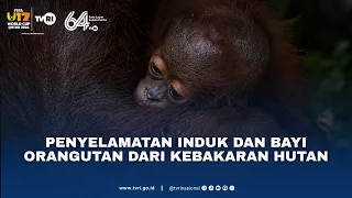 Penyelamatan Induk Dan Bayi Orangutan Dari Kebakaran Hutan