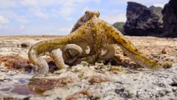 The Octopus that Walks on Land | Blue Planet III | BBC Earth