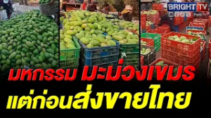 ไทยปิดด่าน มะม่วงแก้วขมิ้นเขมร เตรียมเอาไปขายที่ไหน