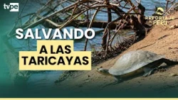 This is how they are saving thousands of taricaya turtles in the Peruvian Amazon