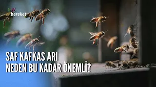 What was Turkey's biggest problem in queen bee production?