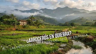 Rice Farmers Facing Bankruptcy? The Sector's Urgent Demands in Huila - TvAgro by Juan Gonzalo Angel