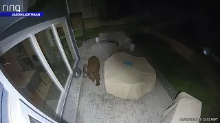CPW looking for bear after dozens of garage break-ins in Littleton