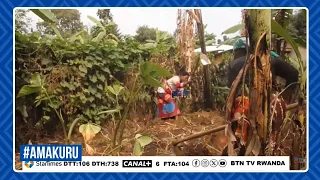 MUSANZE: ABAHINZI B'IBIRAYI BARATAKA IBURA RY'IMBUTO YABURIYE MU BATUBUZI BAZO