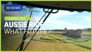 Jobs are going, water is getting costlier. What future does rice growing have? | Landline | ABC NEWS