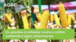 Agro Saúde e Cooperação - Safra de Milho