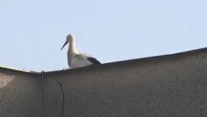 Bocian zimujúci na Spiši