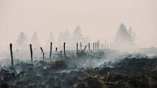 Крупный лесной пожар в Бельгии удалось локализовать, но ситуация остаётся сложной