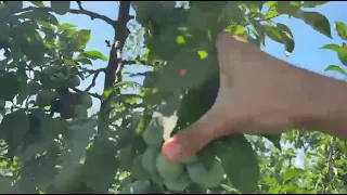 Plum trees at the Istrița Didactic Research Station, ready for harvest