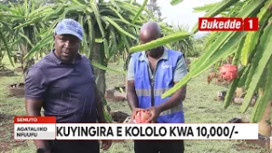 Agataliikonfuufu: Omwoleso gwa Harvest Money gwengedde  Enteekateeka ziri mu ggiya. Aba Ochard ....